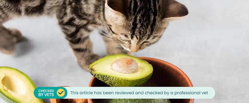 Can cats have avocados best sale